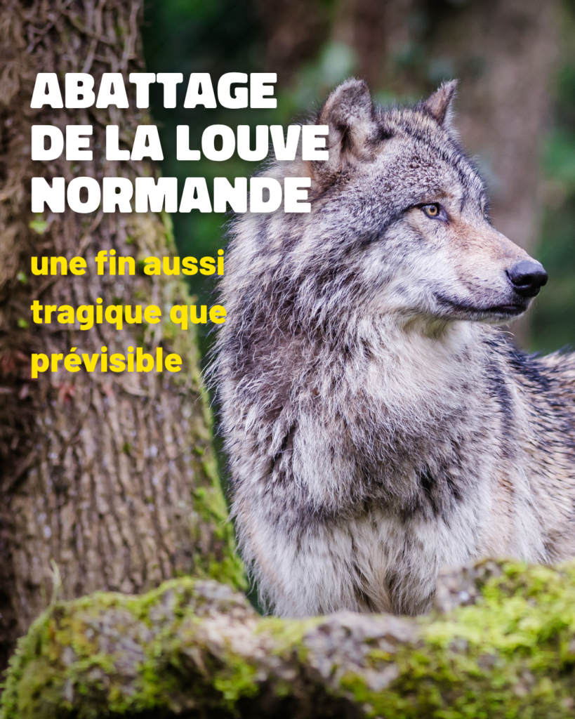 Abattage De La Louve Normande