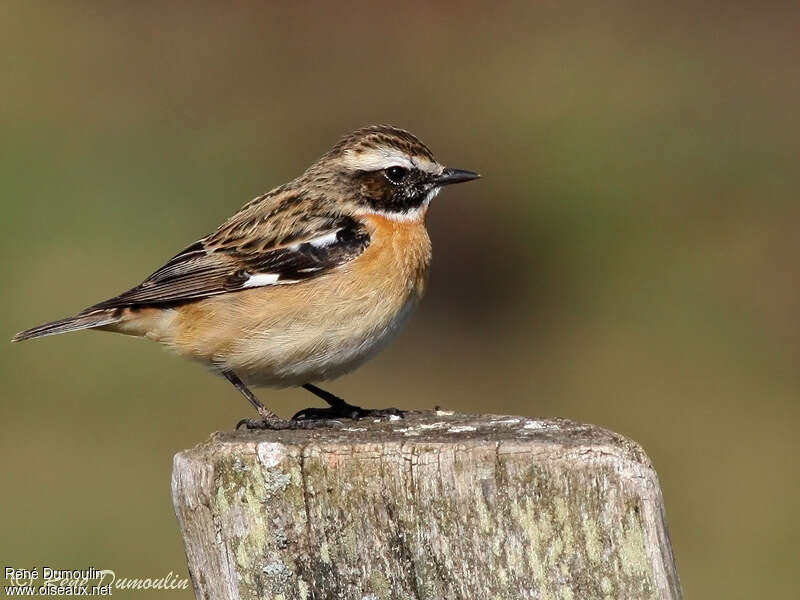 Tarier Des Prés Saxicola Rubetra Whinchat